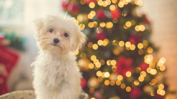 Ein traurig guckender Hundewelpen sitzt vor einem Weihnachstbaum