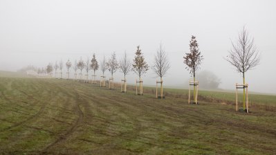 Ministerpräsident Hendrik Wüst pflanzt Erinnerungsbaum im Gedenken an die Opfer der Hochwasserkatastrophe in Nordrhein-Westfalen