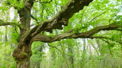 Uralter Kastanienbaum mit dicken, weit reichendne Ästen