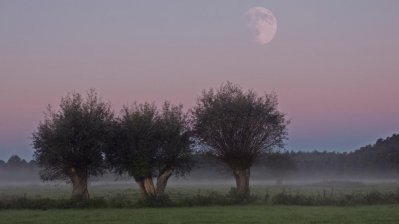 Drei Kopfweiden nebeneinander im Morgennebel vor einem violett-rosafarbenen Himmel