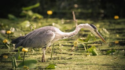 Fotowettbewerb „Lebendige Gewässer in Nordrhein-Westfalen“