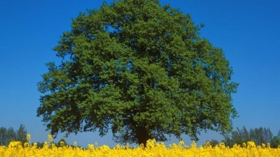 Einzeln stehende, große Eiche im Sommer, davor ein gelbes Rapsfeld