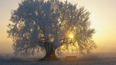 Uralte Kopfulme mit einem sehr dicken Stamm und frostbehangenn Äasten auf einem freien Feld. Die Sonne scheint rechtseitig durch die Äste hindurch und darunter steht eine Sitzbank.