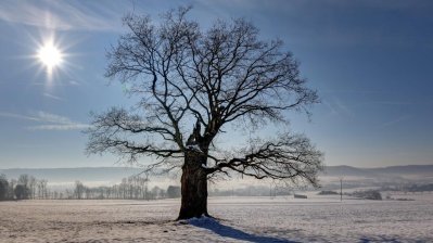 Einzelne Eiche auf freiem Feld, der Boden mit Frost überzoge. Es ist vormittags,d ei Sonne steht links oben.