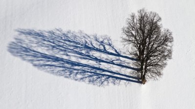 Sybille Maus (Mannheim) Januar: „Eichen im Luftbild“ (Geseke)