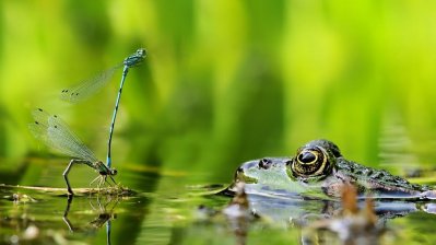 Fotowettbewerb „Lebendige Gewässer in Nordrhein-Westfalen“