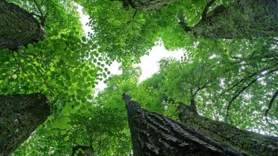 Mehrstämmige Linde - Der Blick zwischen den Stämmen entlang hinauf zur Blätterkrone.