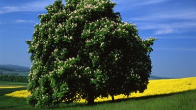 Einzelner großer Kastanienbaum, davor eine grüne Wiese, dahinter ein gelbes Rapsfeld, der blaue Himmel leicht bewölkt.