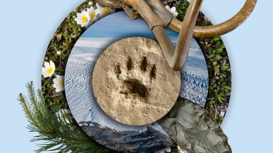 Ein Pfotenabdruck, ein Mammutskellet im Zentrum eines Plakatmotivs