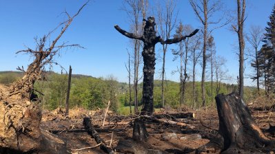 Vorläufige Waldbrandbilanz Nordrhein-Westfalen: Weiterhin akute Gefahr