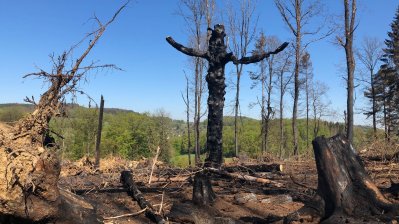 Vorläufige Waldbrandbilanz Nordrhein-Westfalen: Weiterhin akute Gefahr