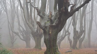 Wald mit vielen alten Kopfbuchen im Morgennebel. Viele Äste an den Stämmen sind abgebrochen, daher wirken die Stämme wie Baumgeister mit hochgestreckten Armstümpfen. Der Boden laubbedeckt.