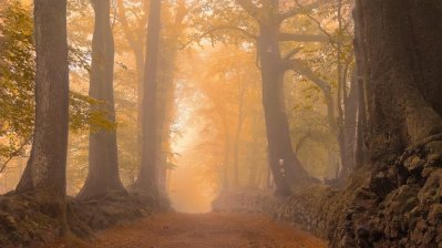 Alte Buchen beidseitig entlang eines Waldweges im Morgennebel. Die Sonne scheint genau über den Weg zwischen den Bäumen den Betrachter entgegen.
