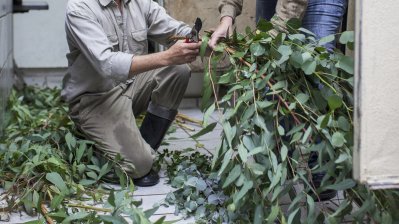 TatKraft-Einsatz von Ministerpräsidentin Hannelore Kraft im Duisburger Zoo. Aufbereitung des Futters im Koala-Gehege.