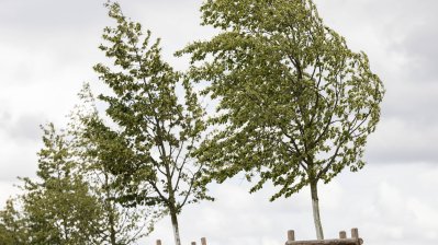 Begegnung mit Angehörigen von Opfern der Flutkatastrophe 2021 an den zu deren Ehren gepflanzten Bäumen in Blankenheimerdorf