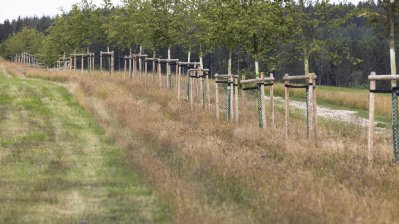 Begegnung mit Angehörigen von Opfern der Flutkatastrophe 2021 an den zu deren Ehren gepflanzten Bäumen in Blankenheimerdorf