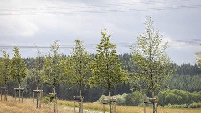 Begegnung mit Angehörigen von Opfern der Flutkatastrophe 2021 an den zu deren Ehren gepflanzten Bäumen in Blankenheimerdorf