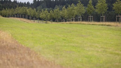 Begegnung mit Angehörigen von Opfern der Flutkatastrophe 2021 an den zu deren Ehren gepflanzten Bäumen in Blankenheimerdorf