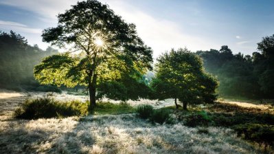 Eine große Eiche steht auf ein frostbedeckten Wiese. Die Morgensonne scheint durch die Blätter hindurch dem Betrachter entgegen.