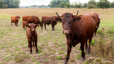 Das rote Höhenvieh auf der Ausgleichsfläche von Straßen.NRW.
