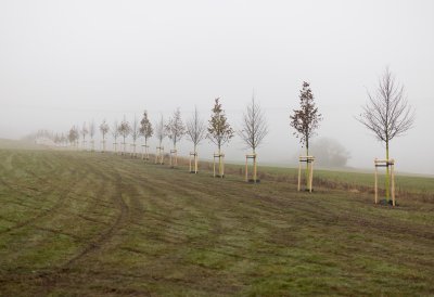 Ministerpräsident Hendrik Wüst pflanzt Erinnerungsbaum im Gedenken an die Opfer der Hochwasserkatastrophe in Nordrhein-Westfalen