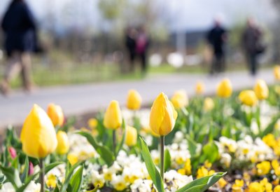 Ministerpräsident Hendrik Wüst eröffnet die Landesgartenschau 2023 in Höxter