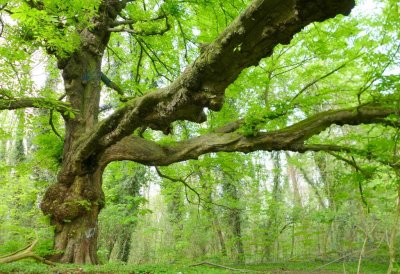 Uralter Kastanienbaum mit dicken, weit reichendne Ästen