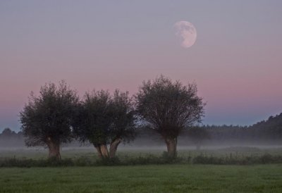 Drei Kopfweiden nebeneinander im Morgennebel vor einem violett-rosafarbenen Himmel