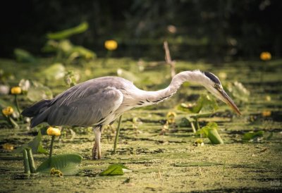 Fotowettbewerb „Lebendige Gewässer in Nordrhein-Westfalen“