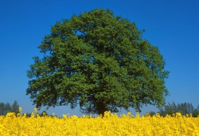 Einzeln stehende, große Eiche im Sommer, davor ein gelbes Rapsfeld