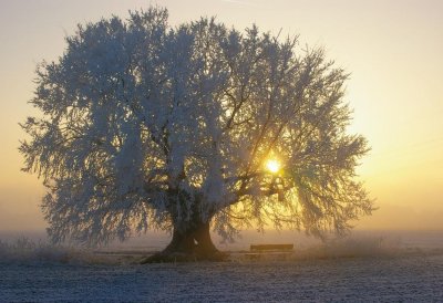 Uralte Kopfulme mit einem sehr dicken Stamm und frostbehangenn Äasten auf einem freien Feld. Die Sonne scheint rechtseitig durch die Äste hindurch und darunter steht eine Sitzbank.
