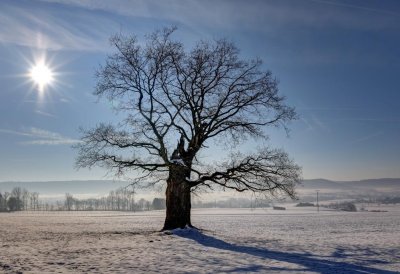 Einzelne Eiche auf freiem Feld, der Boden mit Frost überzoge. Es ist vormittags,d ei Sonne steht links oben.