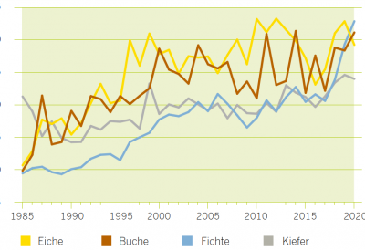 Grafik Waldzustand 2020