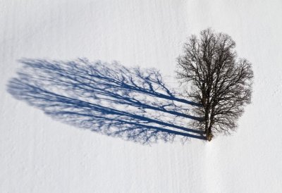 Sybille Maus (Mannheim) Januar: „Eichen im Luftbild“ (Geseke)