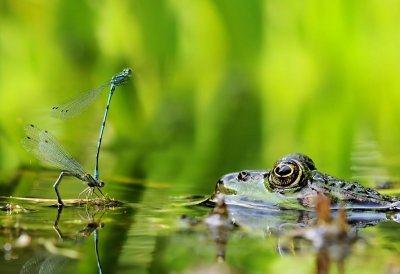 Fotowettbewerb „Lebendige Gewässer in Nordrhein-Westfalen“