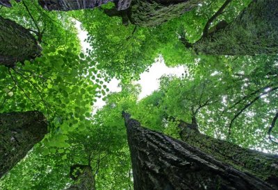 Mehrstämmige Linde - Der Blick zwischen den Stämmen entlang hinauf zur Blätterkrone.