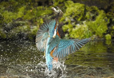 Fotowettbewerb „Lebendige Gewässer in Nordrhein-Westfalen“