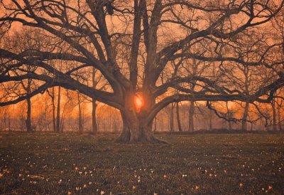 Alte zweistämnige Eiche mit dicken ausladenen Ästen im Abendrot. Die Sonne scheint zwischen den beiden dicken Stämmen hindurch.