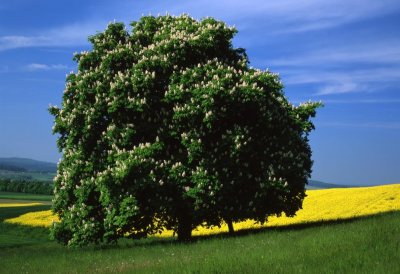Einzelner großer Kastanienbaum, davor eine grüne Wiese, dahinter ein gelbes Rapsfeld, der blaue Himmel leicht bewölkt.