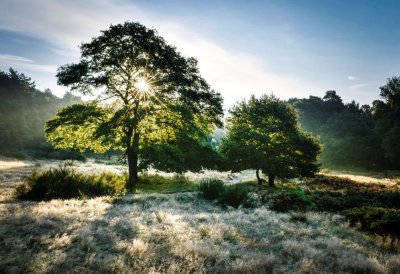 Eine große Eiche steht auf ein frostbedeckten Wiese. Die Morgensonne scheint durch die Blätter hindurch dem Betrachter entgegen.