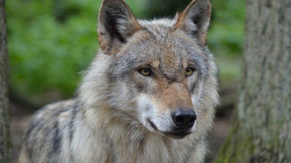 Wolf in NRW