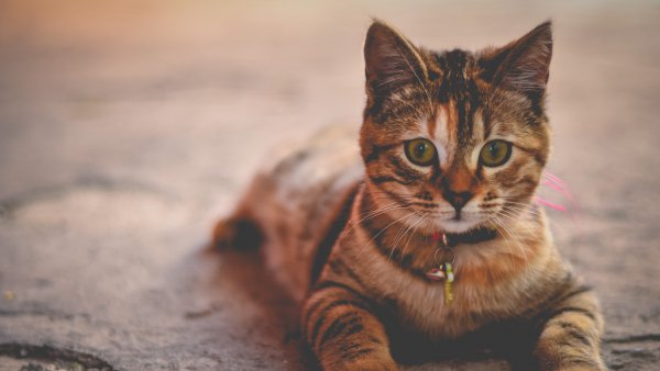 Eine Katze mit einem Halsband mit Anhänger liegt auf dem Asphalt