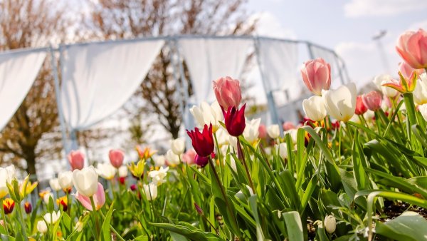 Tulpen in Weiß, Rosa und Rot rahmen eine leichte, pavillonartige Kunstinstallation mit weißen Stoffbahnen auf der Landesgartenschau Neuss 2026, aufgenommen aus niedriger Perspektive bei sonnigem Frühlingswetter