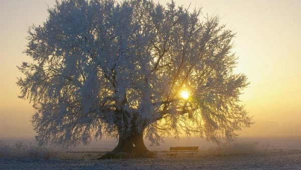Uralte Kopfulme mit einem sehr dicken Stamm und frostbehangenn Äasten auf einem freien Feld. Die Sonne scheint rechtseitig durch die Äste hindurch und darunter steht eine Sitzbank.