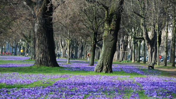phb Krokusblüte, blaues Band, Blume, Düsseldorf