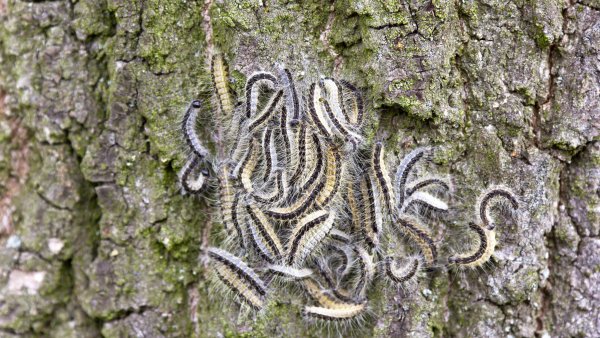 phb Eichenprozessionsspinner