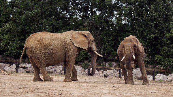 phb Elefant Elefanten Tiere Zoo Zoos