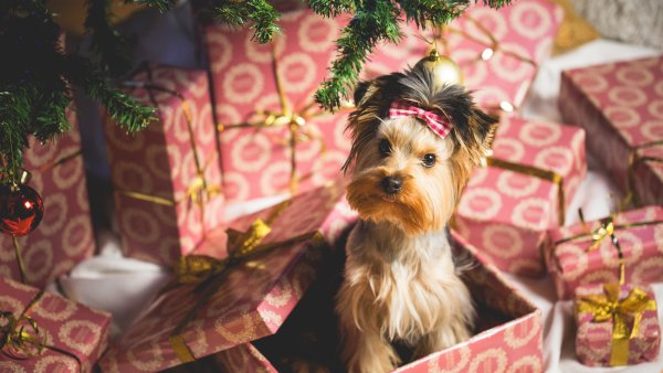 Ein Hund sitzt in einer Geschenkebox unter einem Weihnachtsbaum