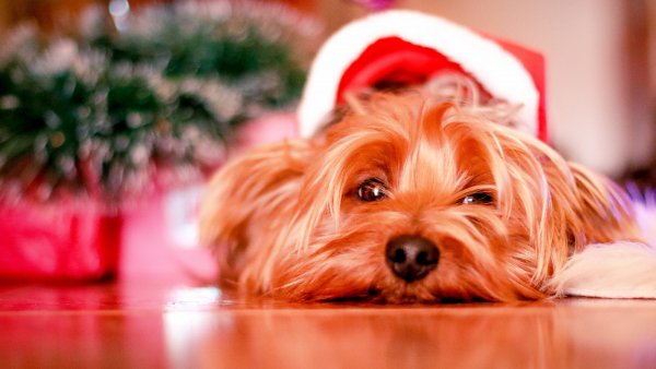 Ein Hund liegt unter einem Weihnachtsbaum und guckt traurig