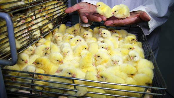 Bild Küken Massentierhaltung